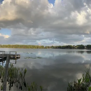 The view out back.    GATORS IN WATER