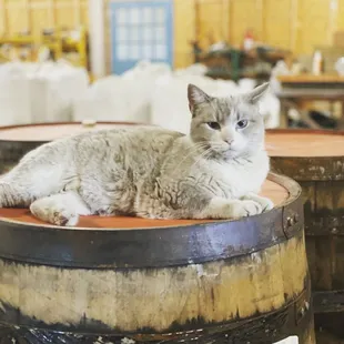 a cat sitting on a barrel