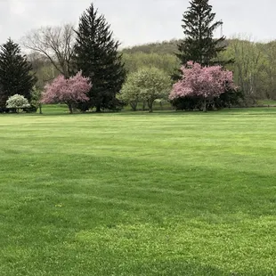 View of the blooming trees in the Spring inn#11