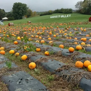 Love their pumpkins