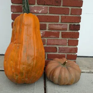 It&apos;s the great pumpkin :)