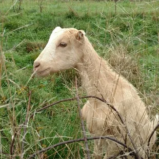 He watched us pick our pumpkins:)
