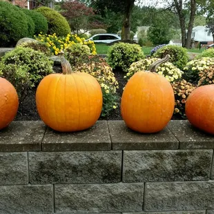 Our wonderful pumpkins