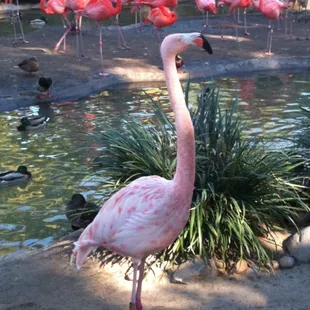 a flock of flamingos in a pond