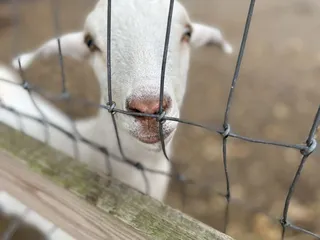 Lake Meadow Naturals