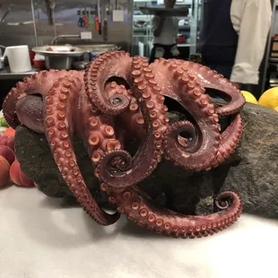 Octopus