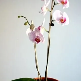 T K.