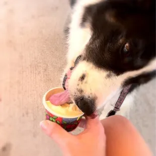  dog eating an ice cream