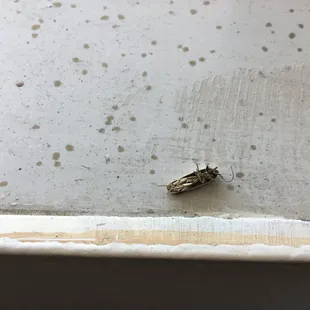 Cock Roches (Included)