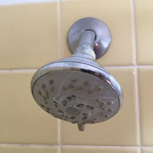 Shower Head: Gross / Unclean / Unsanitary!