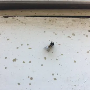 Window Sill Flies