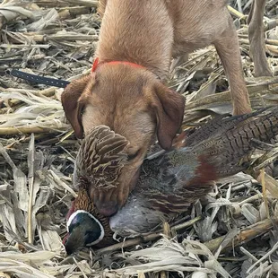 Pheasant Hunt at Hastings Island Preserve  !!! Our boy Buster