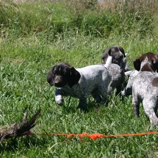 Future Hastings kennel dogs on their first bird!