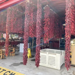 no thoughts brain empty just tacos and horses