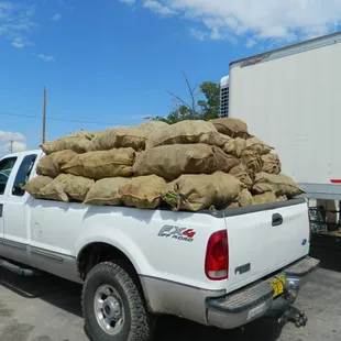 Chiles straight from the field and ready to be sold