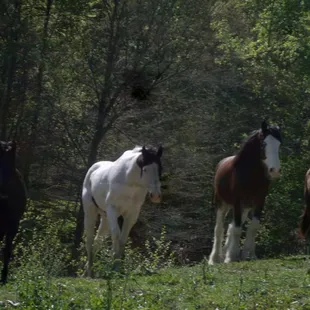 Some of the horses from our ranch.
