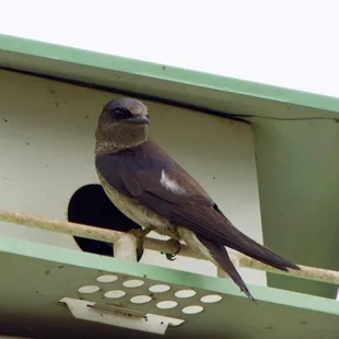 Purple Martin