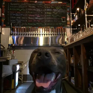 Dog friendly and 24 drafts!