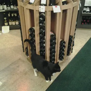ach, eine Katze!