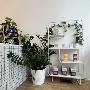 a plant in a pot on a shelf