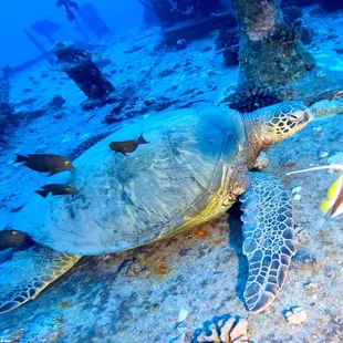 Huge Turtle on one of the wreck dives we had.