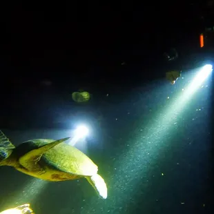 Night Dive at Sharks Cove with Julian, Zoe, and Mike.