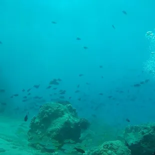 So many fish!