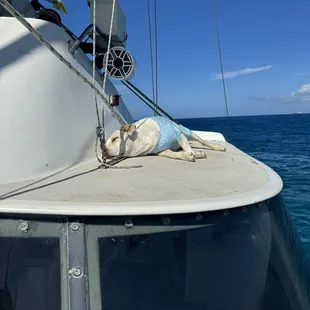 Sushi on patrol!