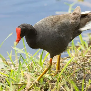 Oahu shoreline birds are an amazing sight.