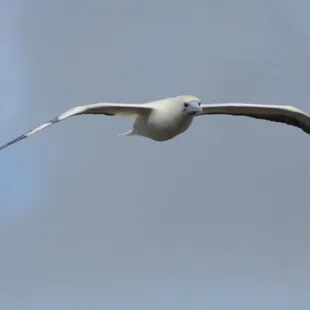 Red footed Booby