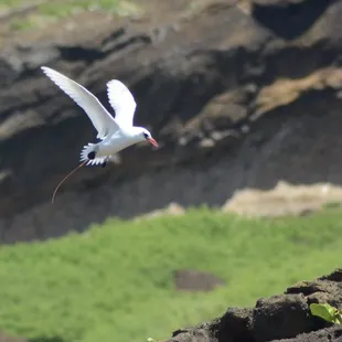 Red tailed Tropicbird