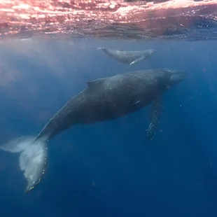 Humpback whale mom and calf