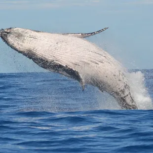 Whale breaches