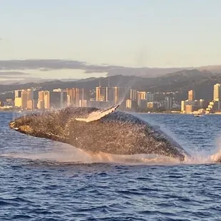 Whale season