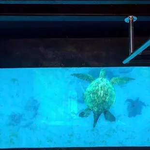 This is the view through one of 4 large underwater viewing ports. #hawaiiangreenseaturtles