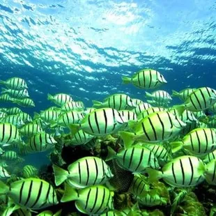 From the Haleiwa Queens 4 large viewing stations you can safely experience the underwater sea life of the Hawaiian Islands  Come join us