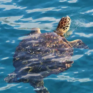 Turtle right beside the boat