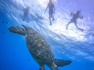 Living Ocean Tours