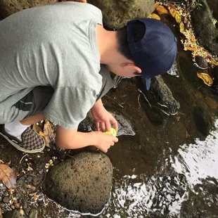 Testing the water at the Makiki stream. Fun science.