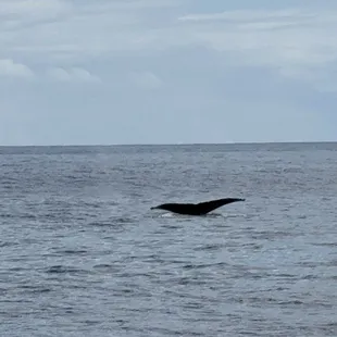 Whale tail