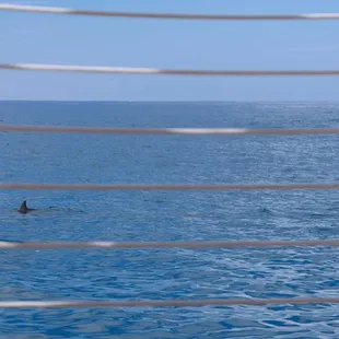 If you look closely, you can see the dolphin!