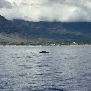 Humpback whale