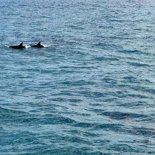 Spinner dolphins