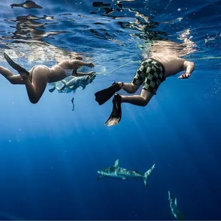 Snorkeling with sharks