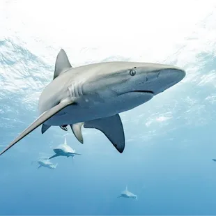 Galapagos sharks of Haleiwa