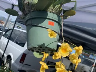 Kunia Orchid Society Annual Show