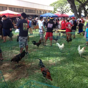The chicken show!