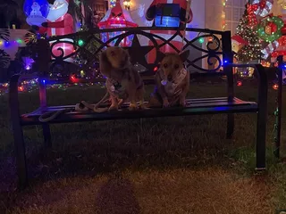 Christmas Lane - Ewa Gentry