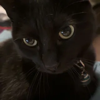 Asami D.