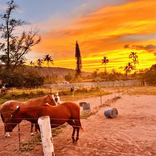 Sunset by the stables.